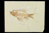 Stunning, Cretaceous Fossil Fish (Ctenothrissa) - Lebanon #163599-1